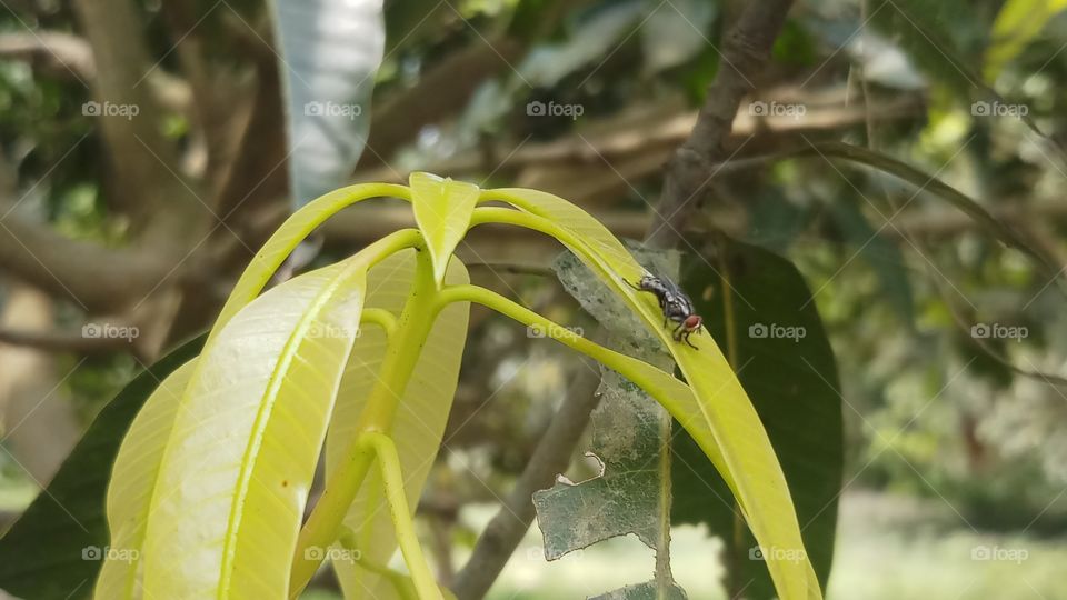 New Yellow leaves of Mango tree in spring time.