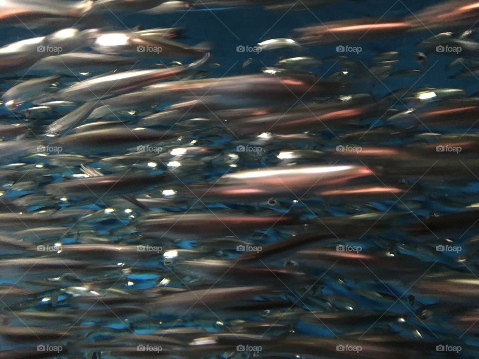 Sardines speeding by in a tank at an aquarium 