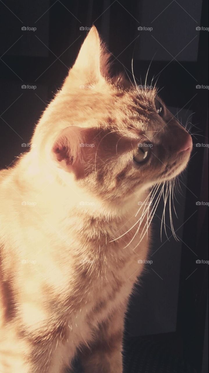 Isidoro, mi lindo gatito