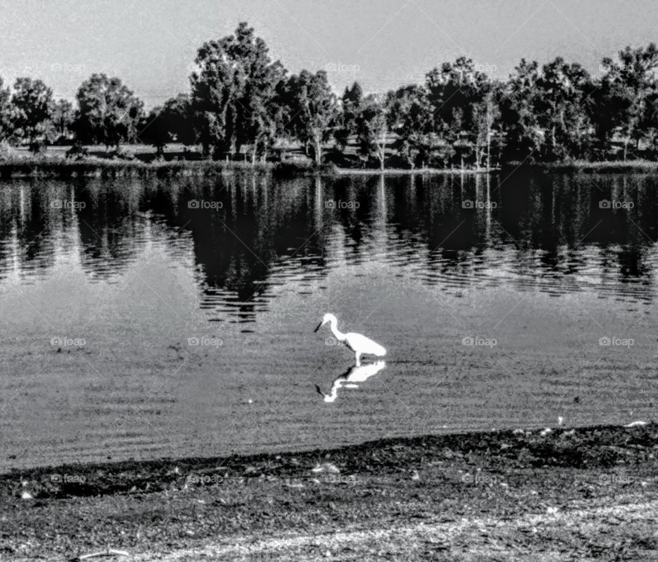 Snowy Egret searches for fish in Lake Murray, La  Mesa, CA.