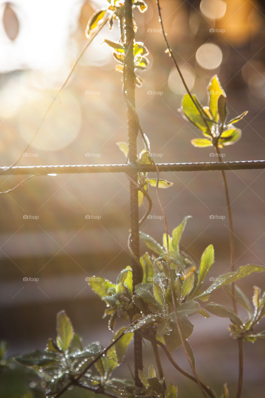 Close-up of honeysuckle plant