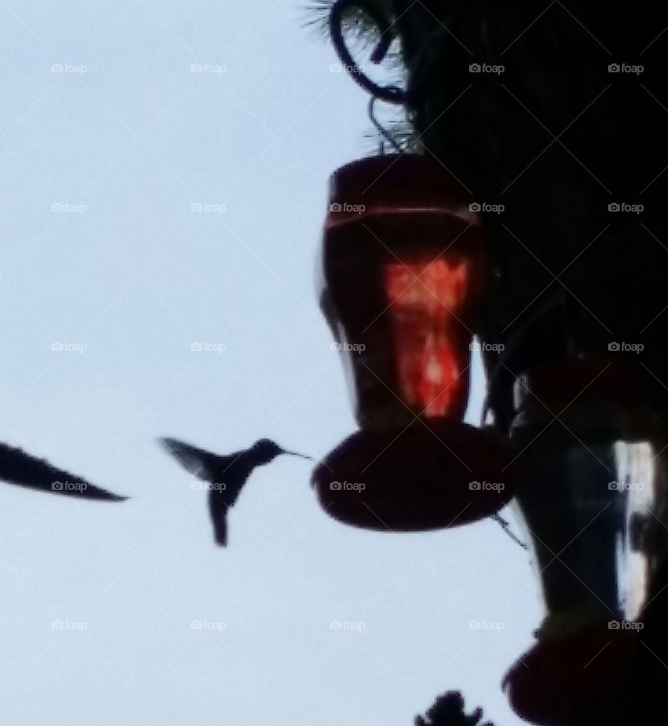 Hummingbird at hummingbird feeder captured n flight