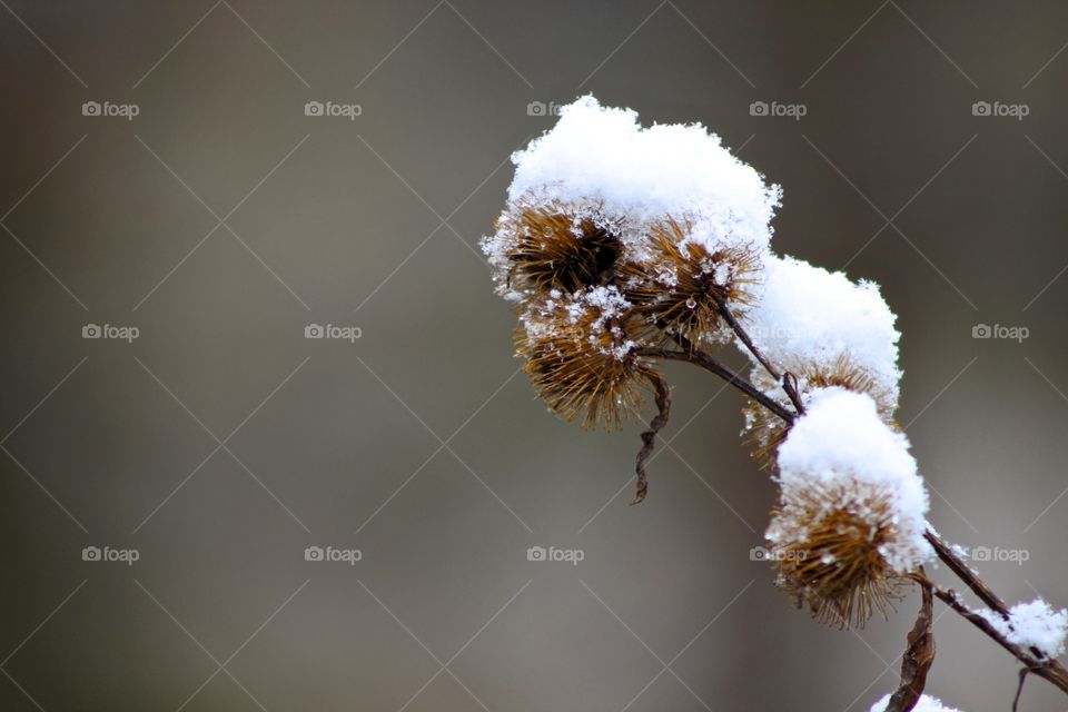 Thistles 