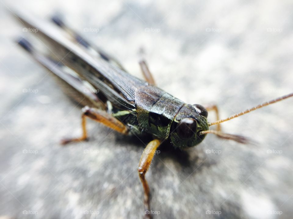 Grasshopper Face Closeup