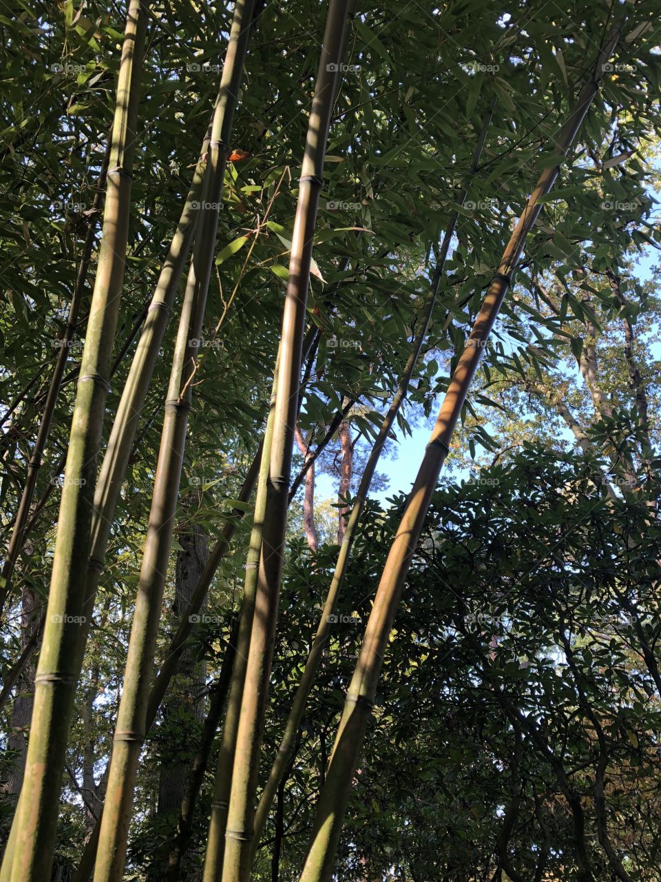 Japanese garden bamboo