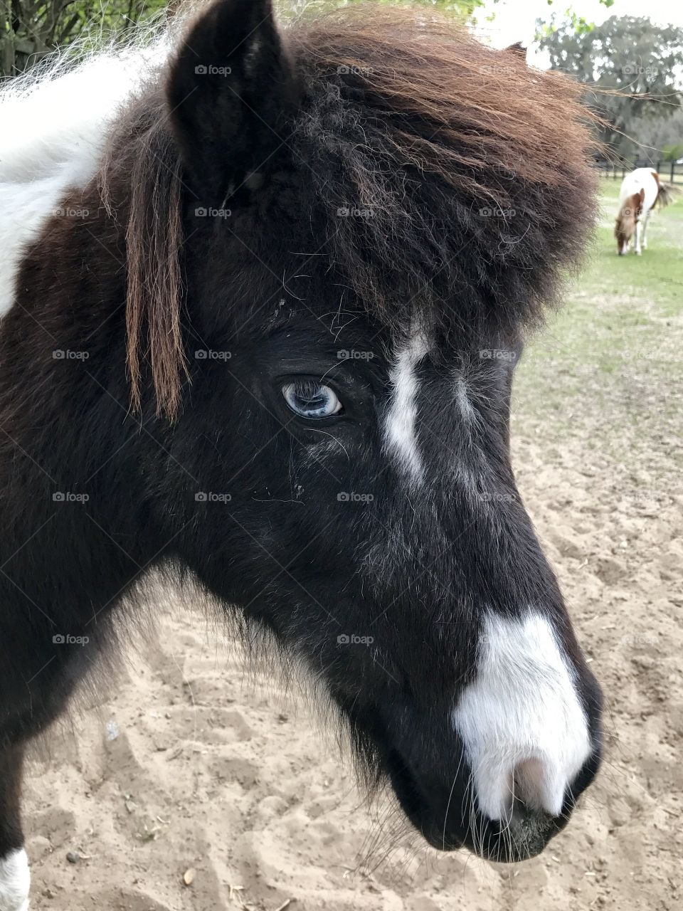 Mini horse 