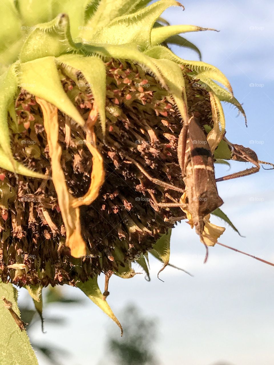 Bug on flower