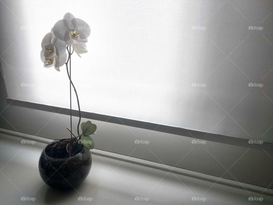 Vaso com orquídea - Orchid vase