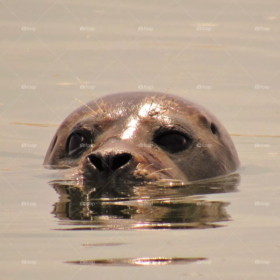 Seal