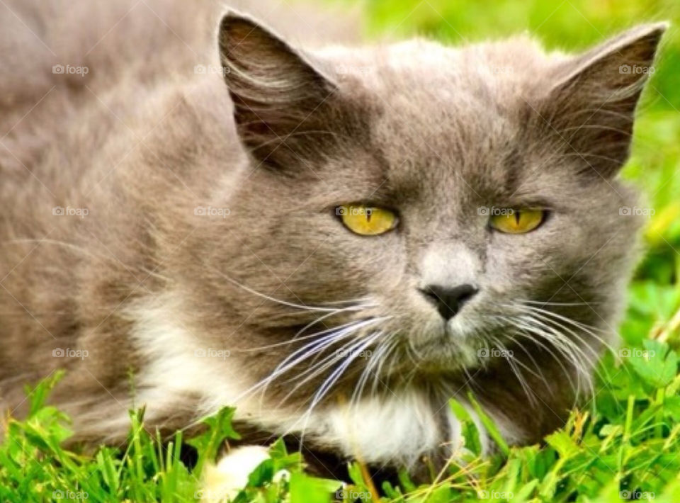 blue cat katt blå by paula