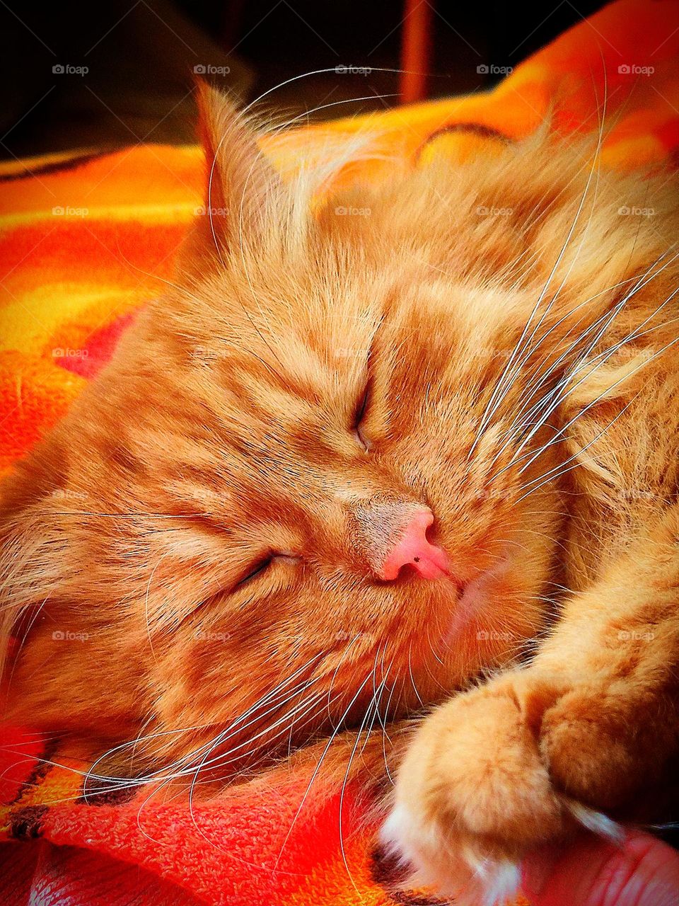 Autumn colors.  Sleeping cat.  The color of the cat is all shades of yellow, orange and red.