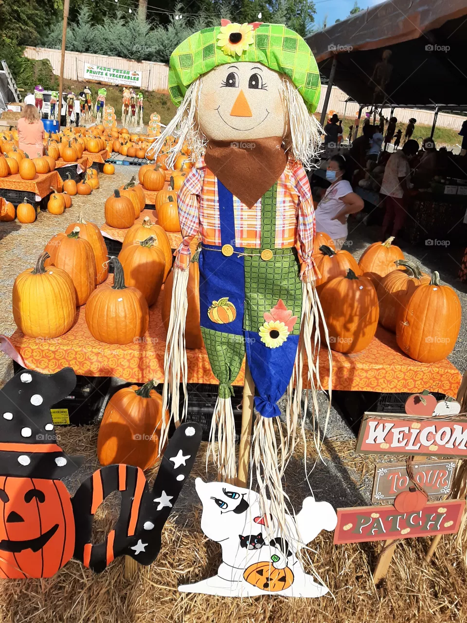 Pumkin patch. Scarecrow