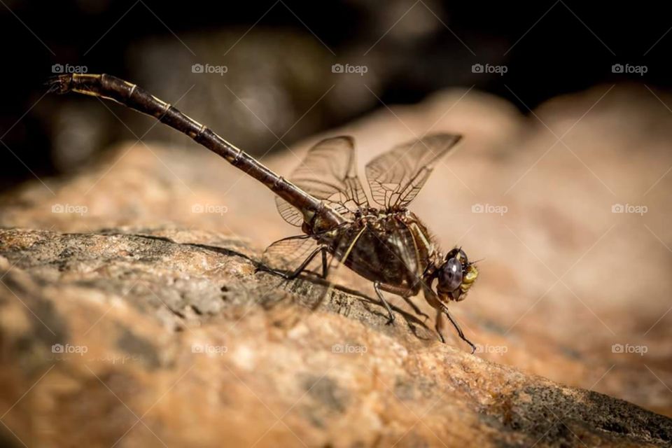 Dragonfly at Rest on Rock 