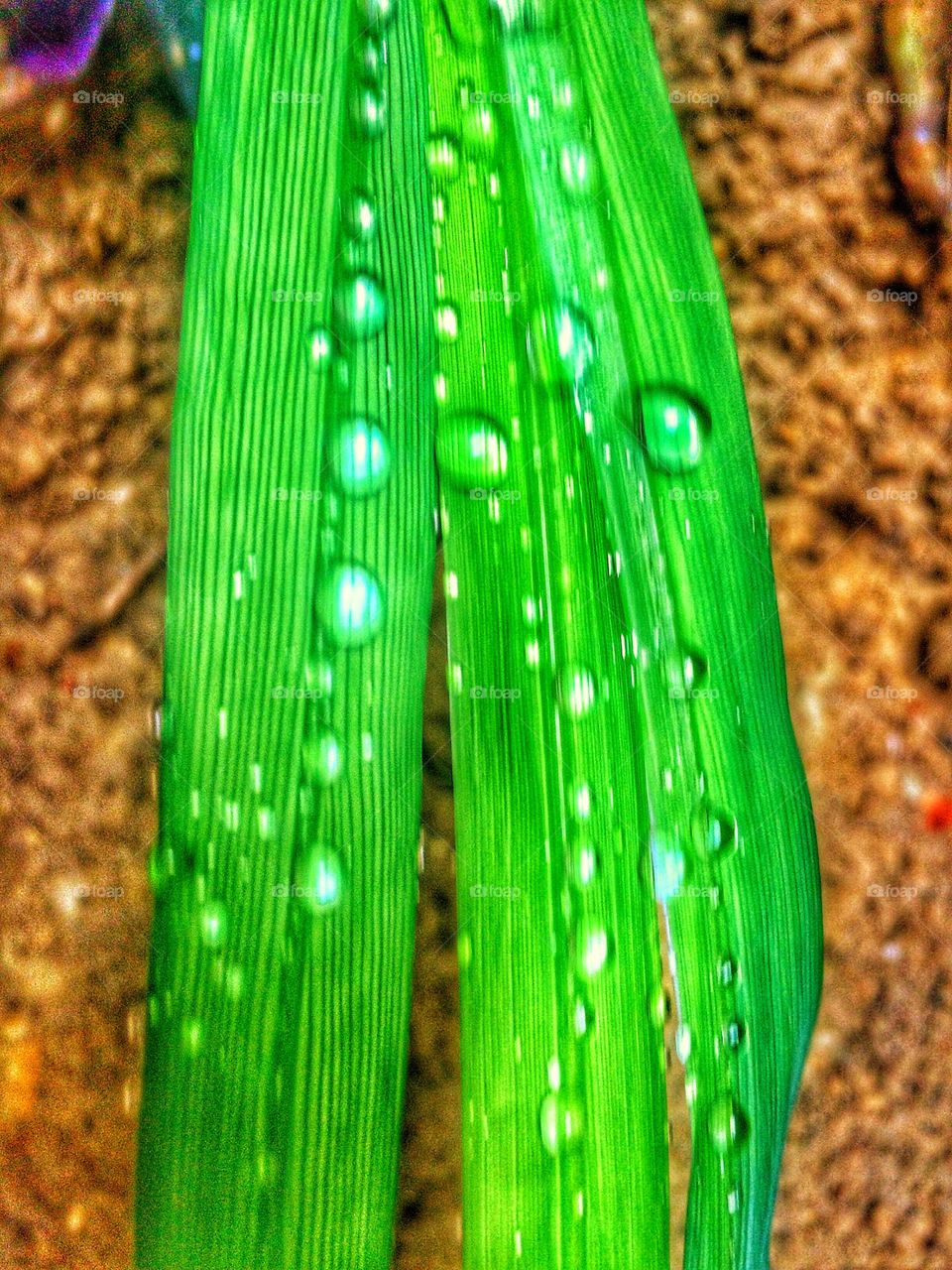 Some drops on leaf
