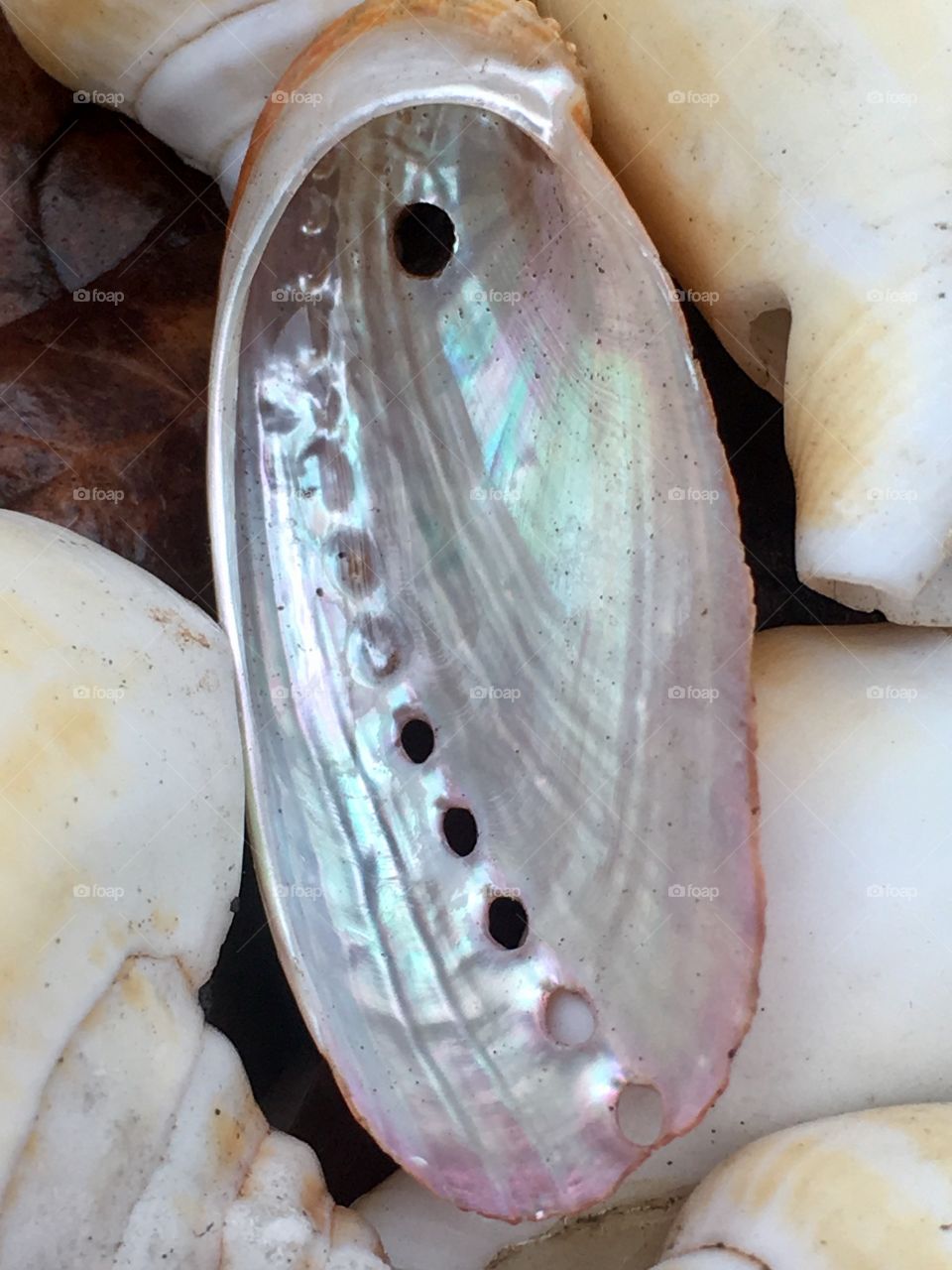 Opalescent iridescence 