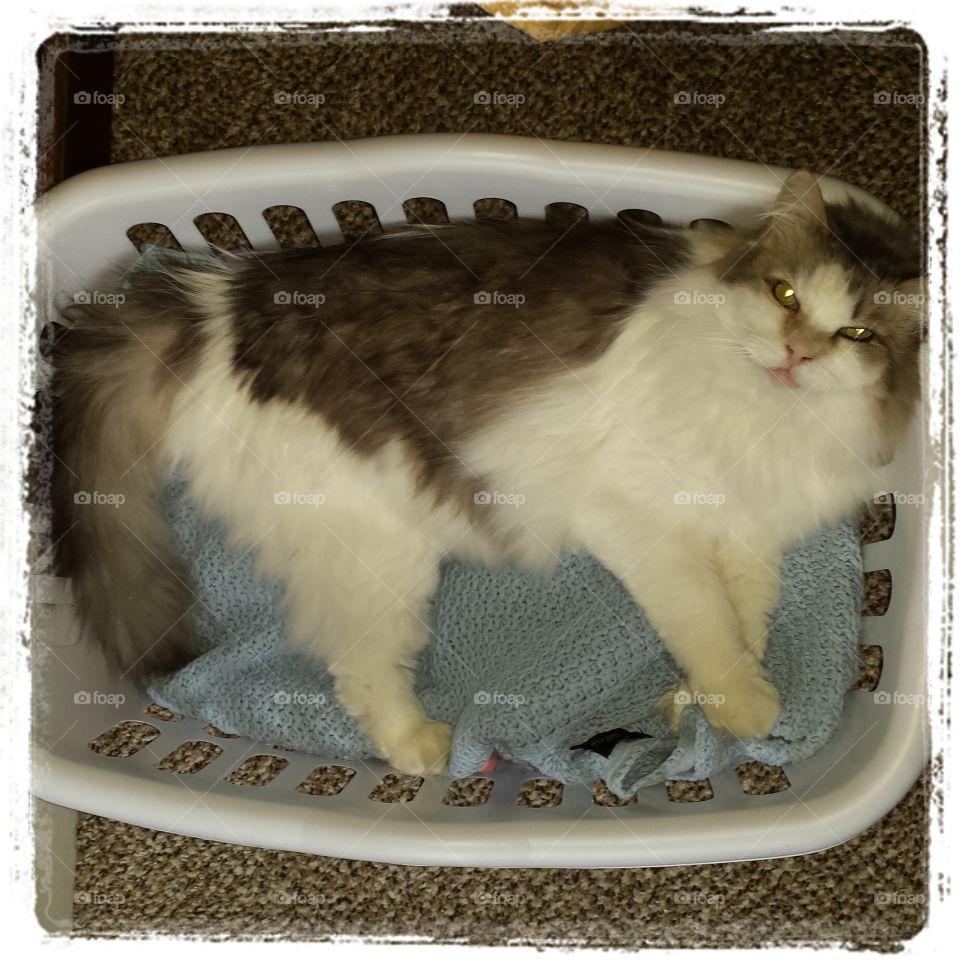 laundry kitty