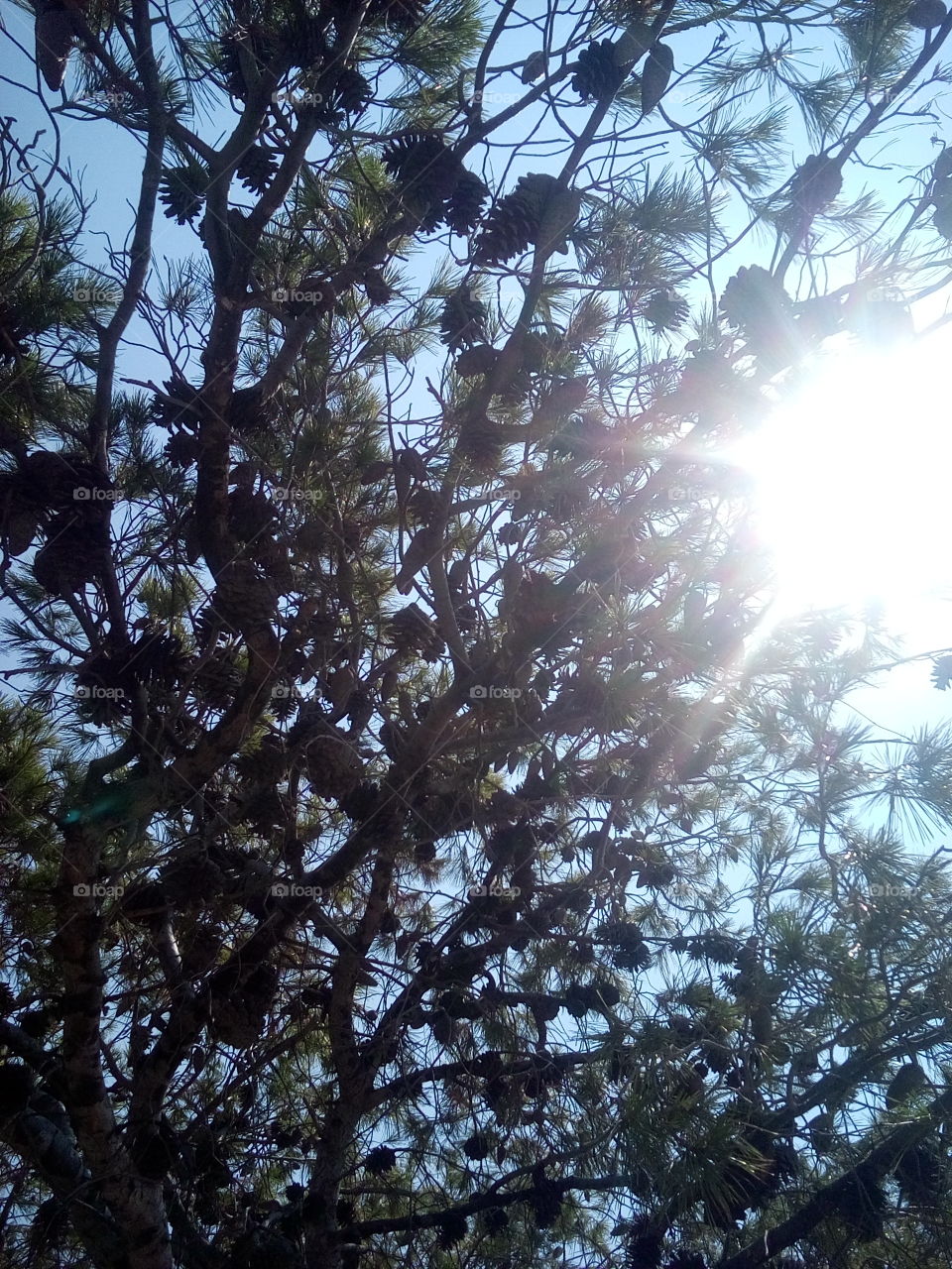Pine Tree against the Sun