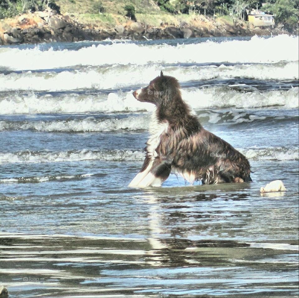 dog in the beach 