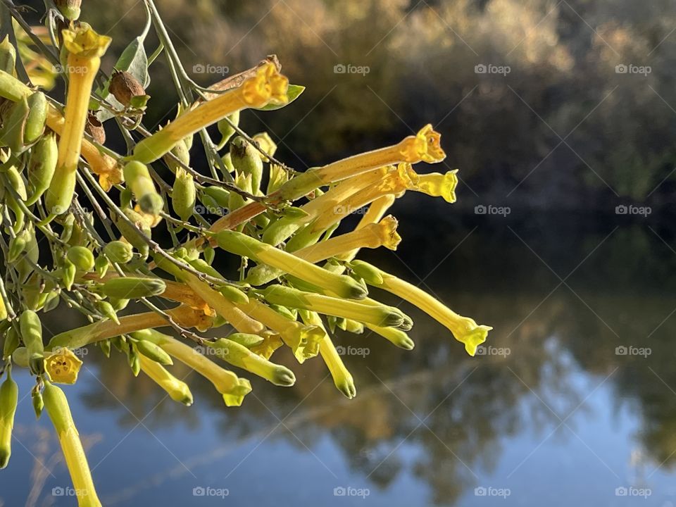 Yellow flower bloomed in autumn 
