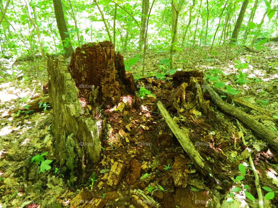 rotting tree