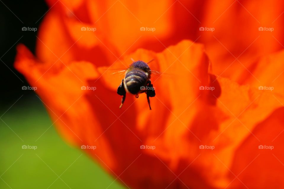 Blume mit fliegender Biene