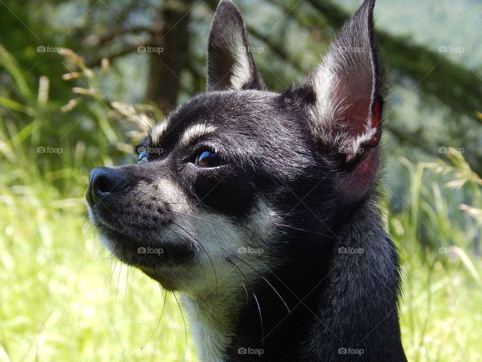 Side view of chihuahua