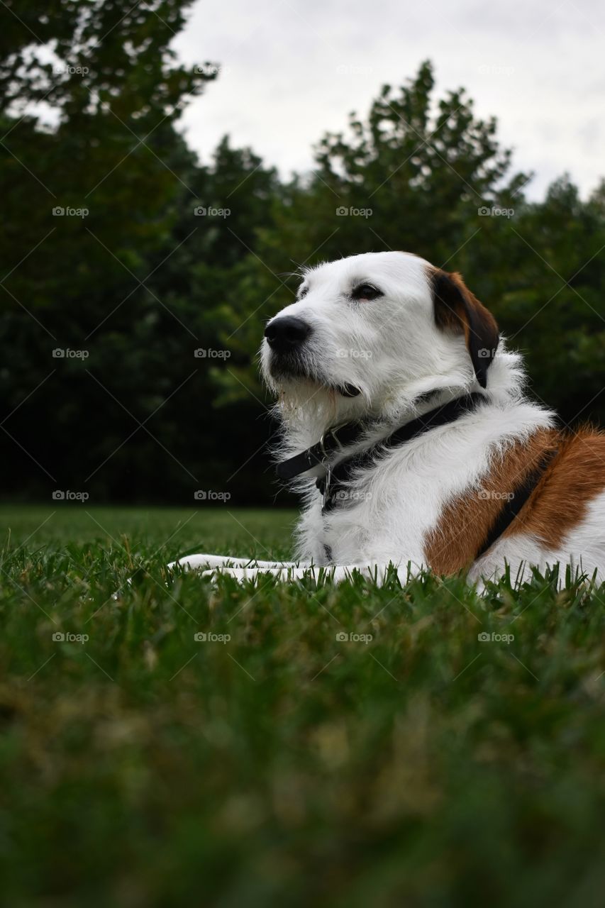 Cute dog in field of grass 
