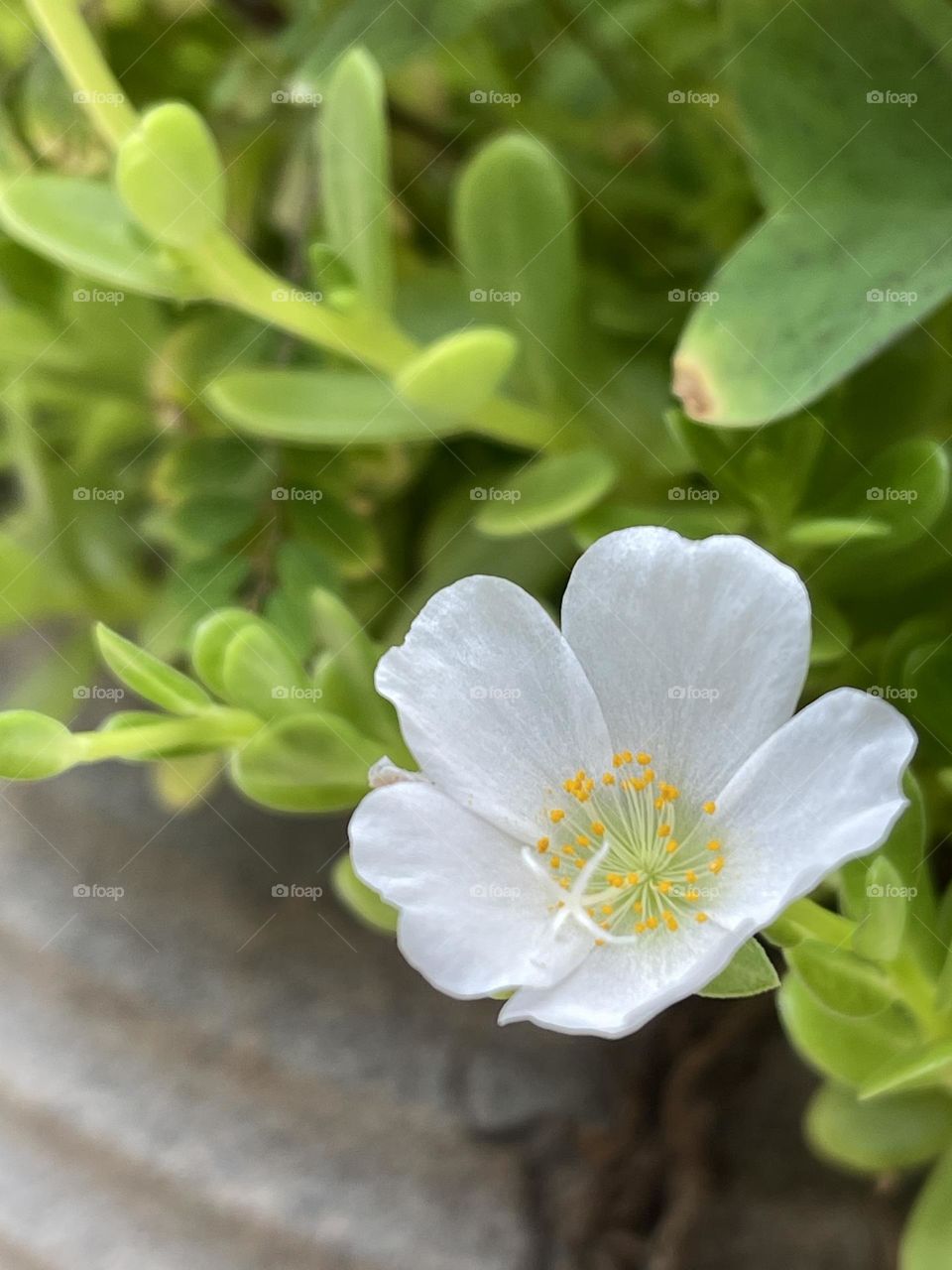 Small white flower in the backyard. Spring time.