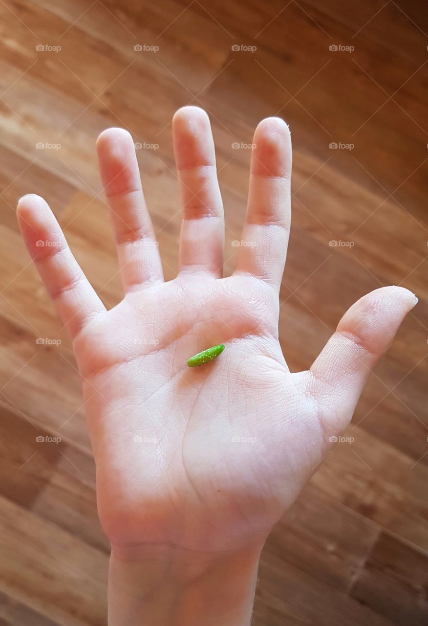 маленький огурчик, огурец, огуречик, рука ребенка, мини, крошка