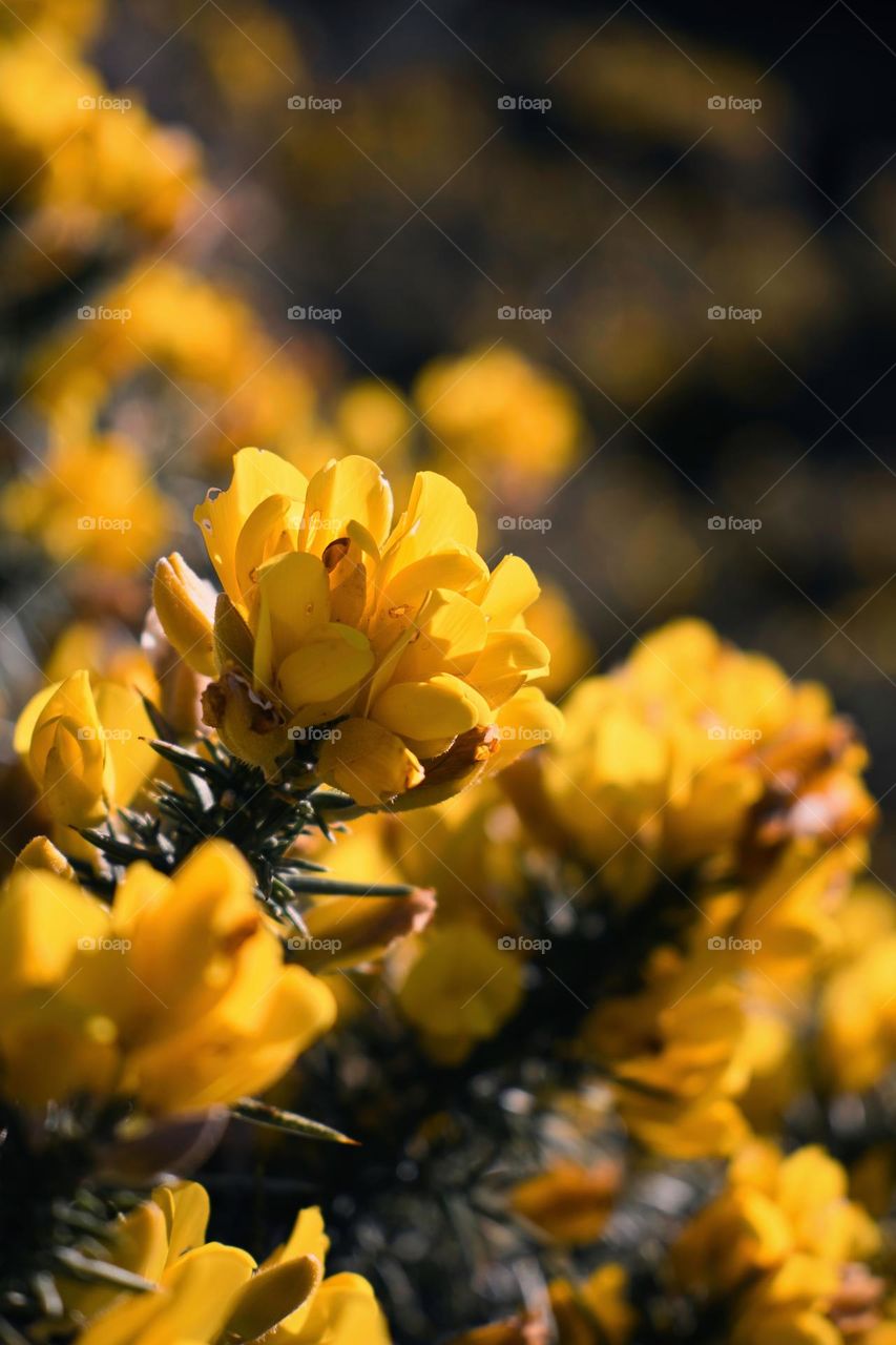 Yellow flowers