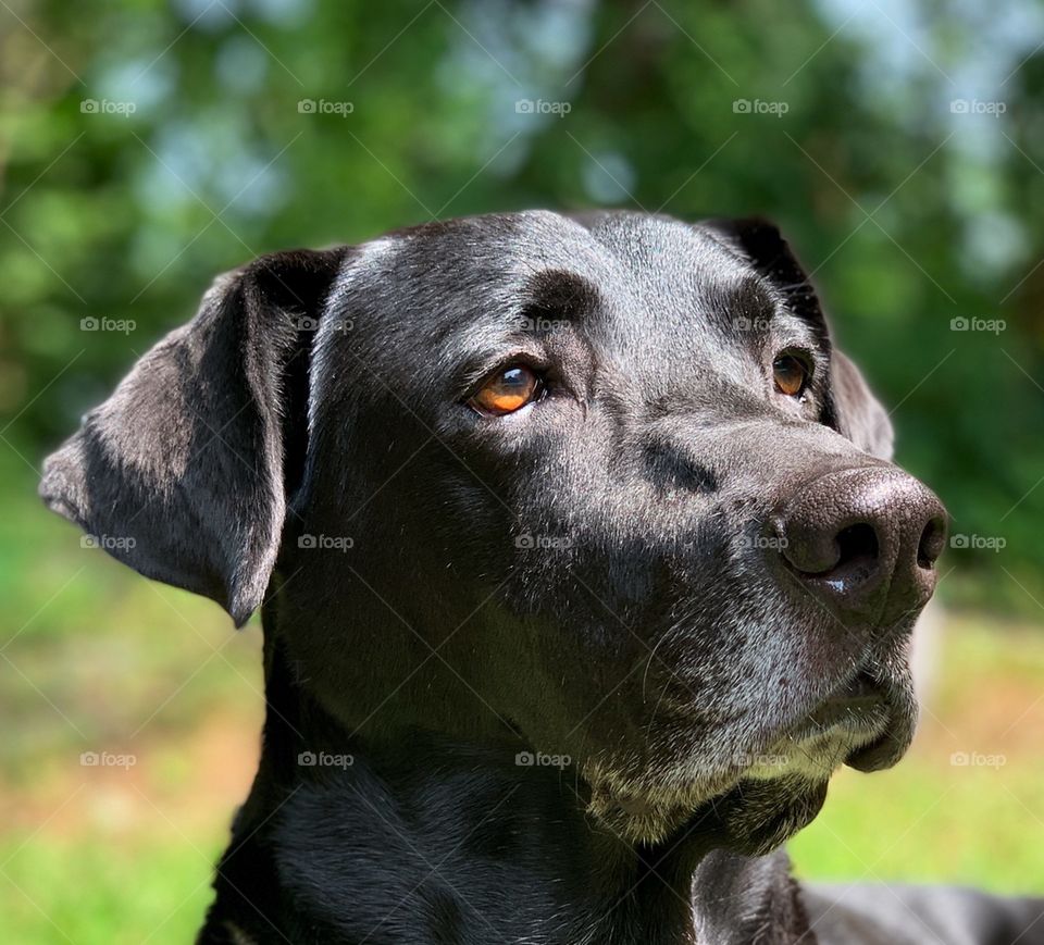 Black lab