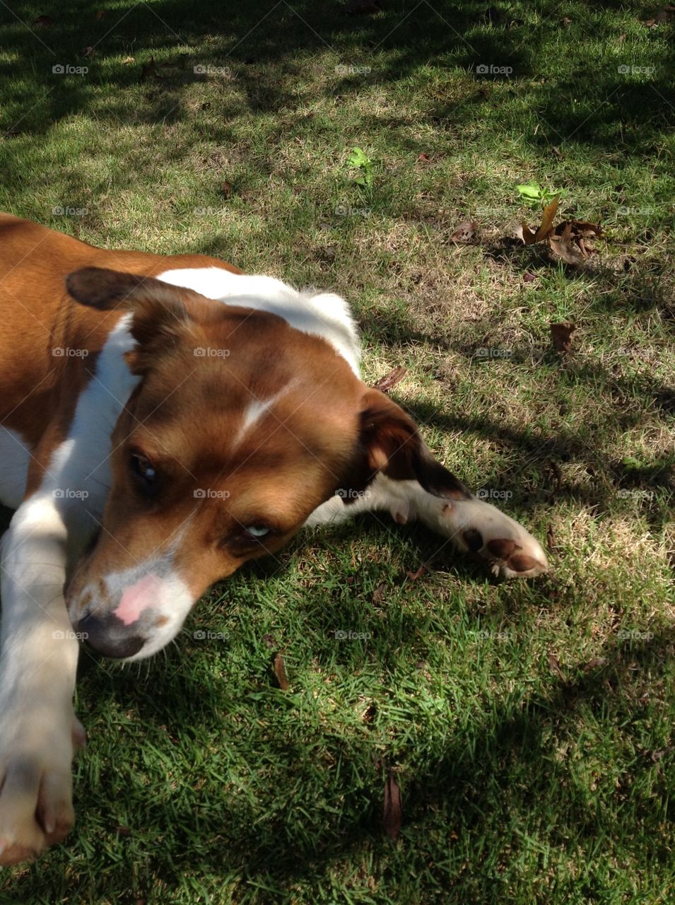 Sweet Dog Playing Outside