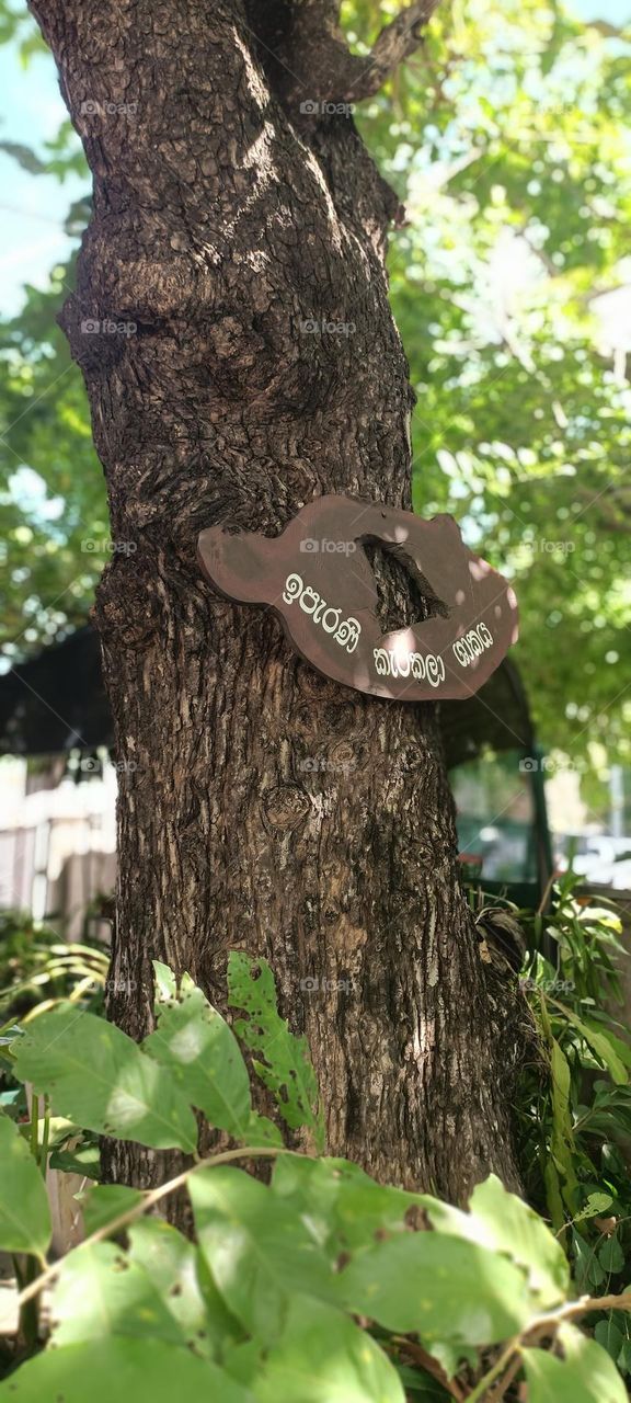 It is said that King Sri Wickramarajasinghe, the last king of Sri Lanka captured by the British, was tied to this tree while being taken to Goa, India.