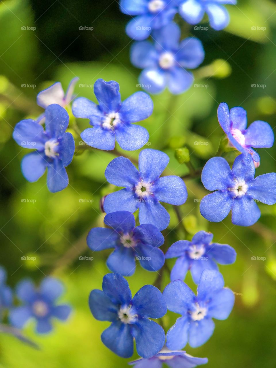 Macro photo of the little blue flowers of the forget me not