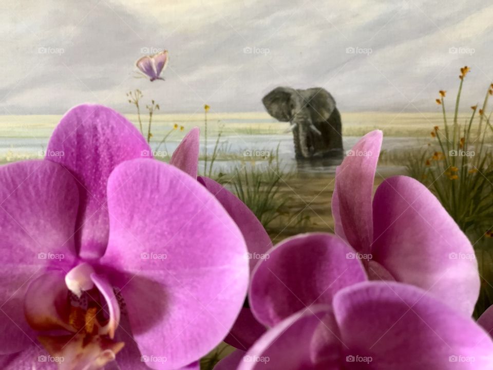 Orchids and Elephants!