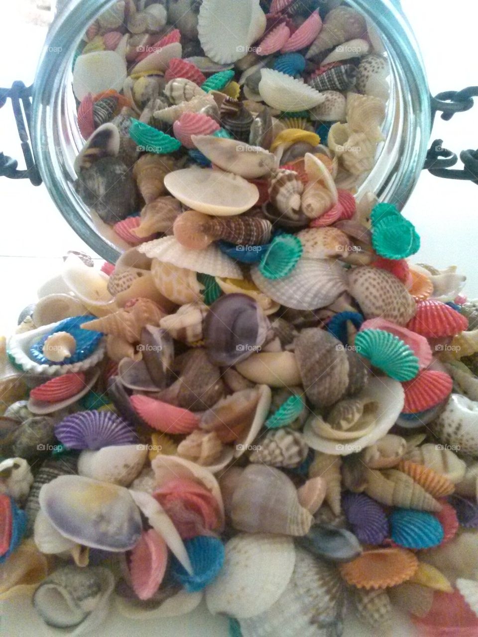 colorful shells