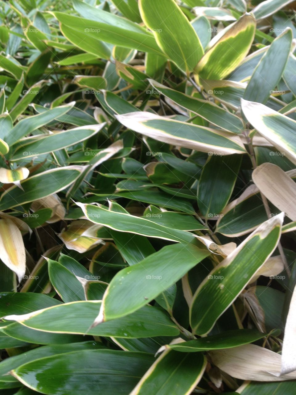 Variegated bamboo