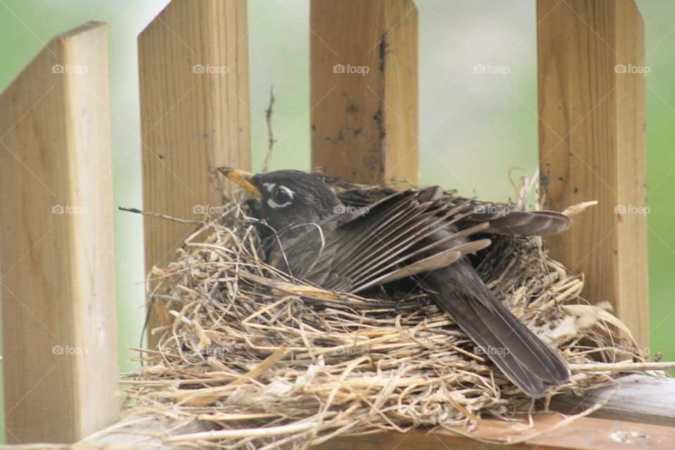 Robin bird building nest