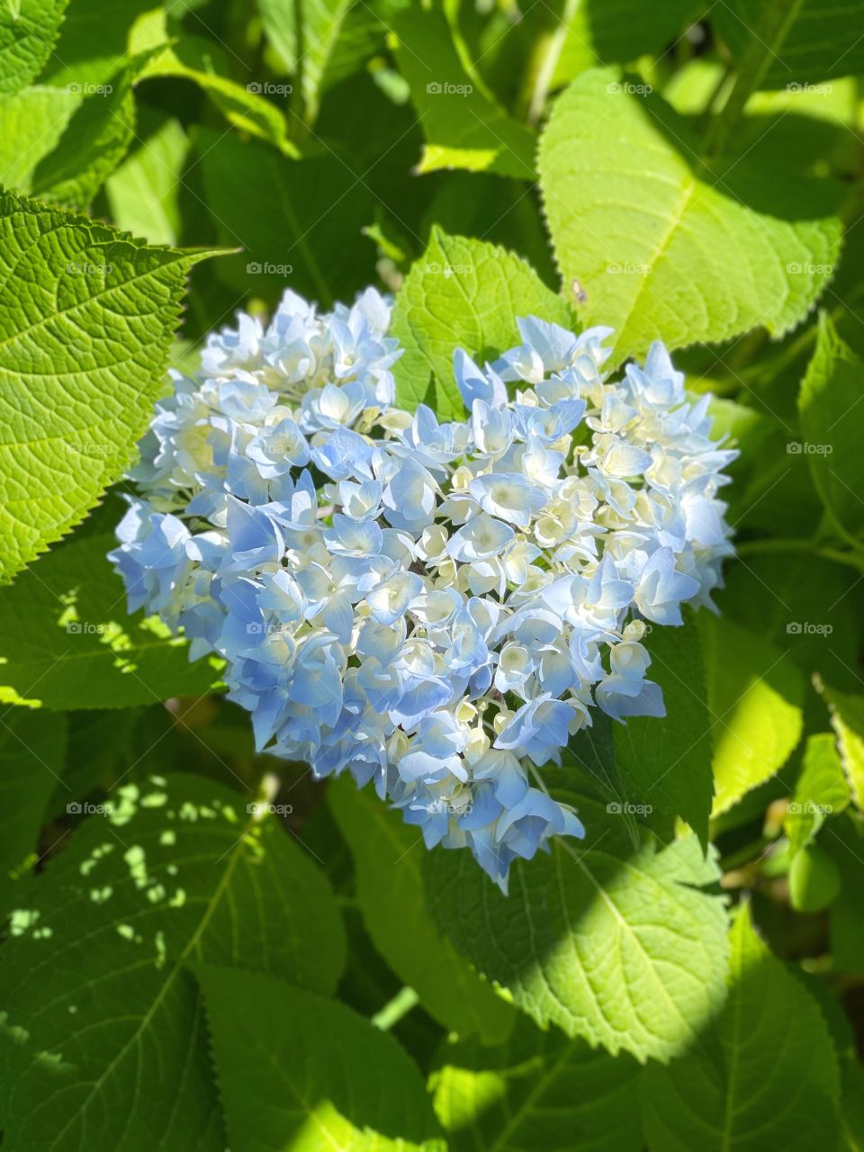 Blue Heart Hydrangea