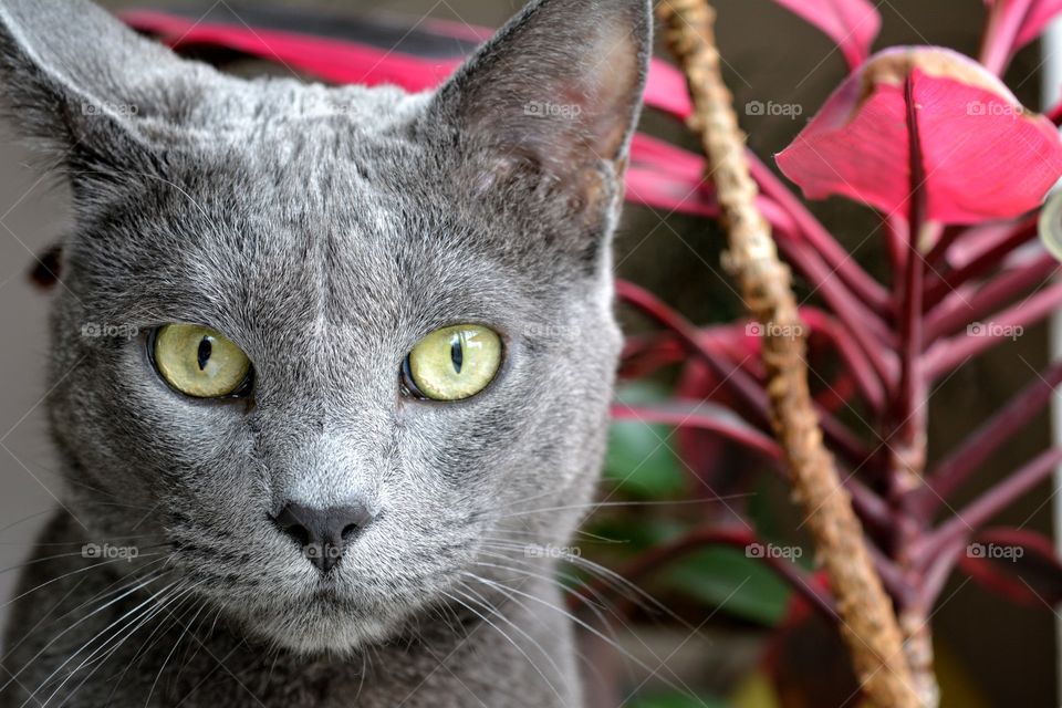 russian blue cat beautiful portrait home