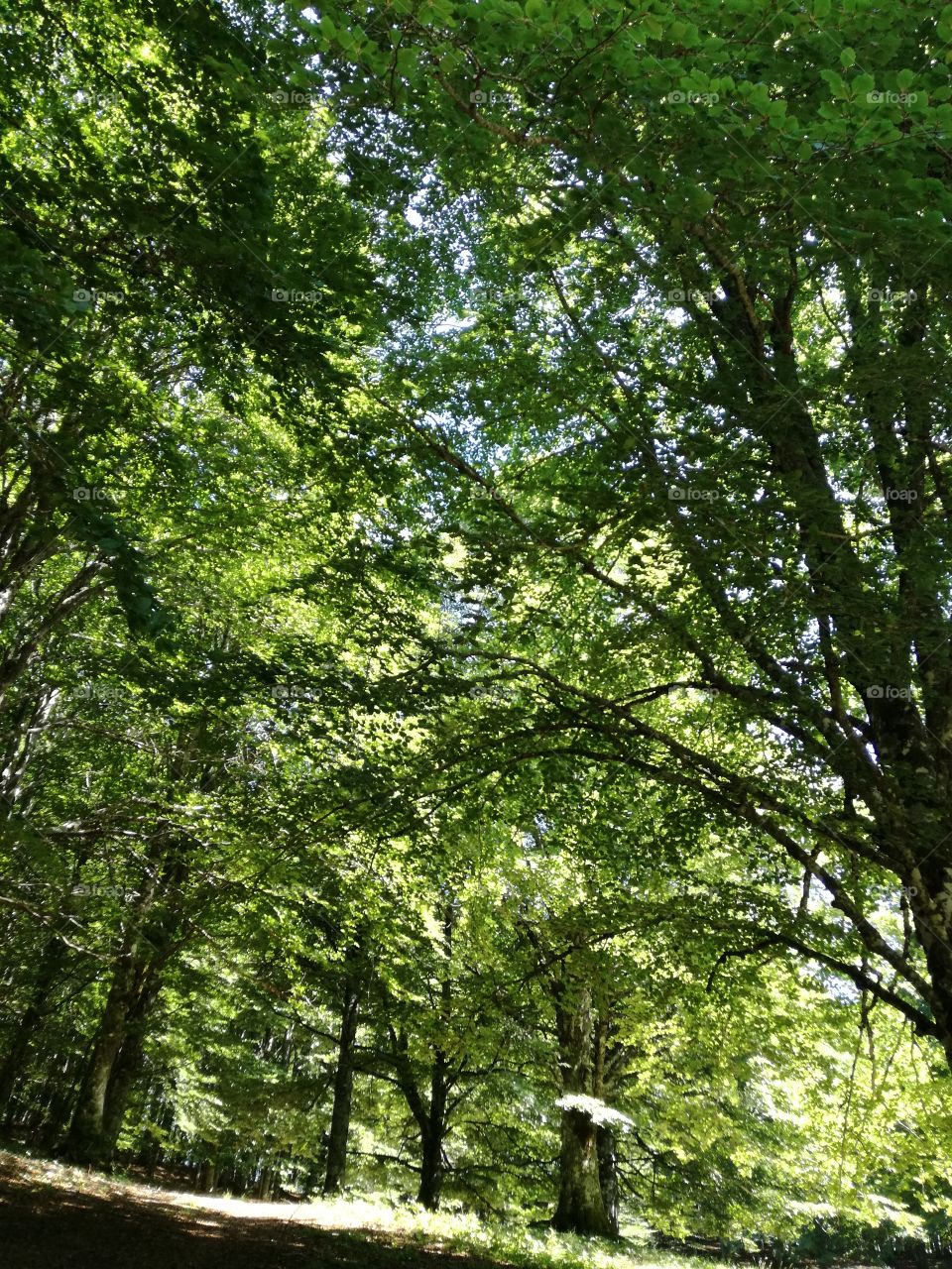 Lights through the leaves. In the wood