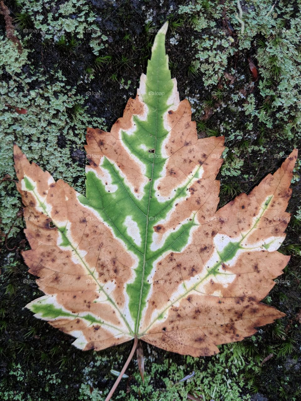 pop of color on leaf
