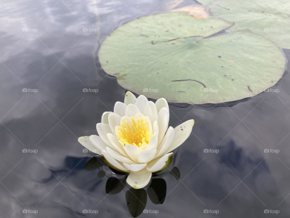 Lotus Flower 