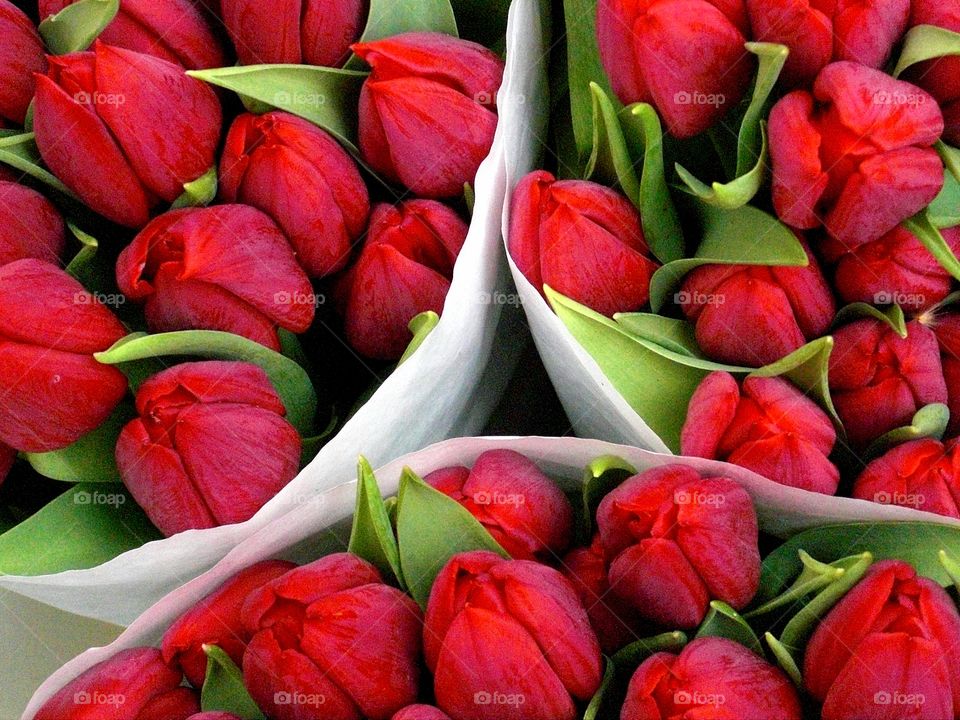 bunches of red tulips