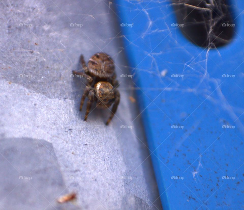 Jumping spiders are some of the cutest arachnids one could ever see.