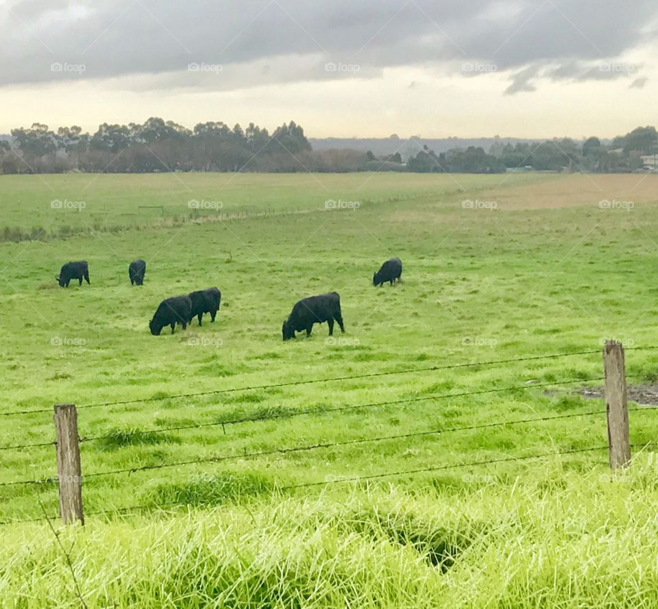Black cows in pasture. Ferntree Gully Victoria Australia 