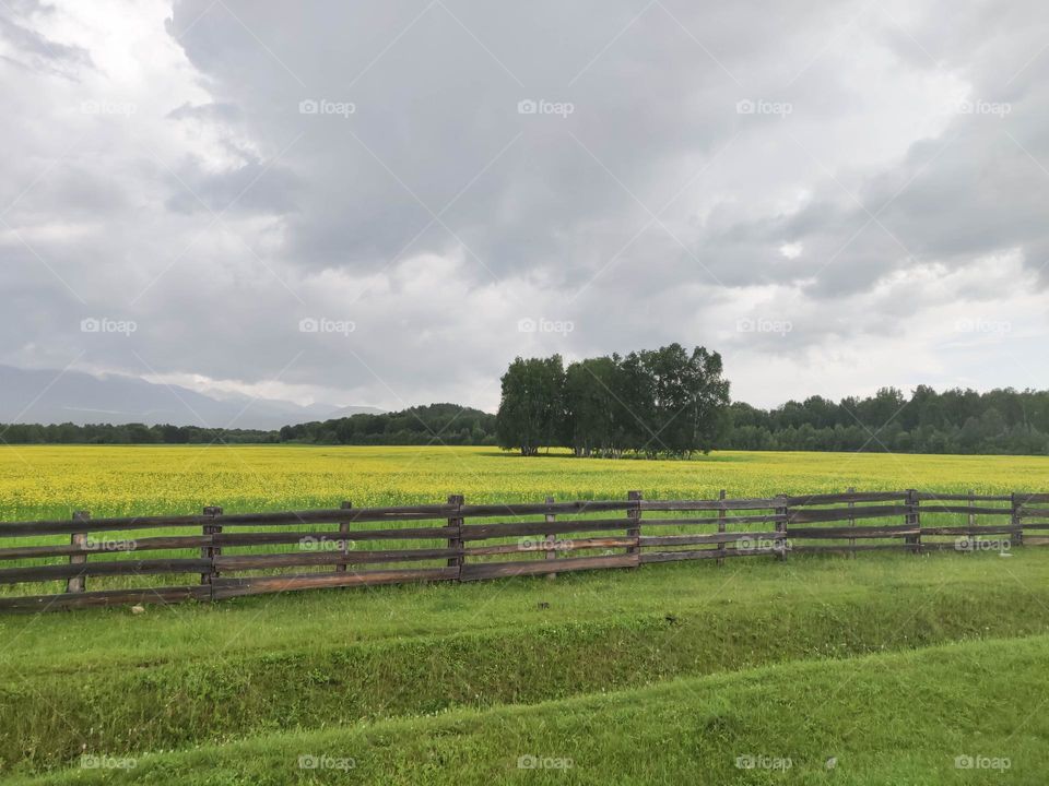 Field with yellow rapeseed