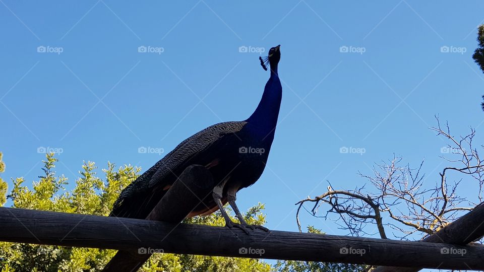 Peacock in a park in Cagliari, Italy
