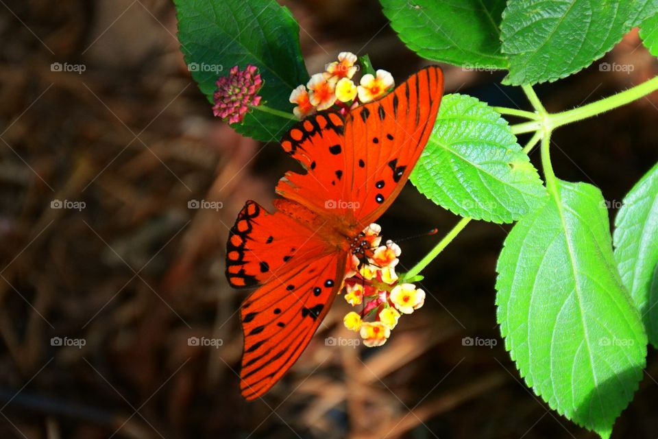 Red butterfly pollinating on flowers