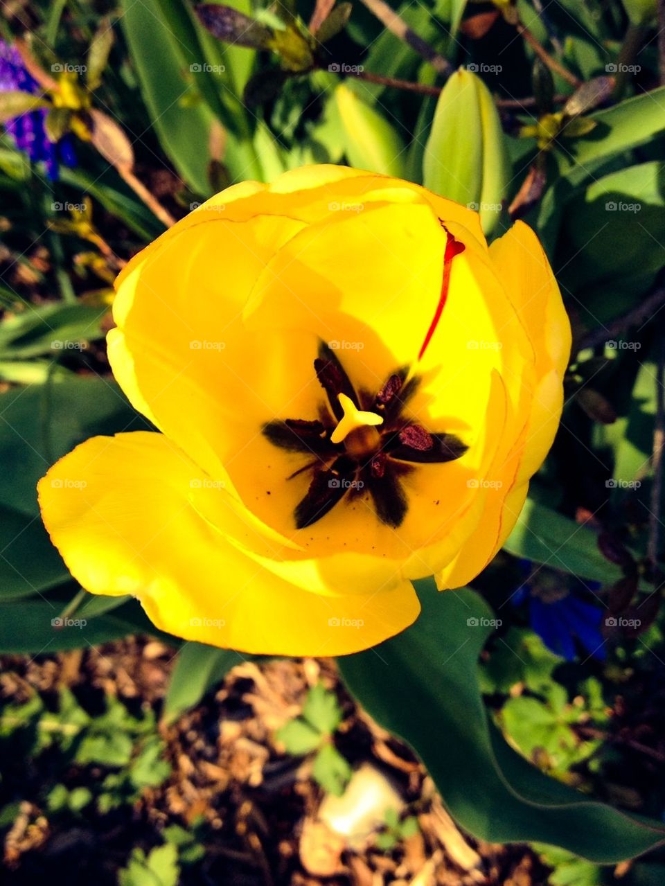 tulip